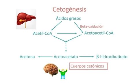 Tratamiento con cuerpos cetónicos exógenos Guía metabólica