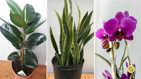 Pour Un Air Pur Et Sain Voici 3 Plantes Curatives