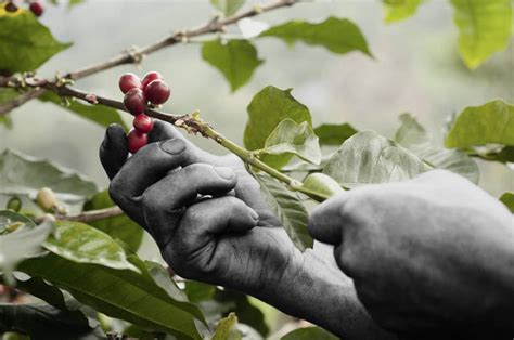 咖啡西方人手一个人农民横图室外特写白天正面植物豆叶子欧洲非洲黑人欧洲人仅一个男性仅一个人握朦胧模糊