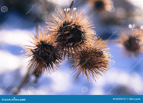 Flower Weeds Winter Against Snow Stock Image Image Of Brown Stem