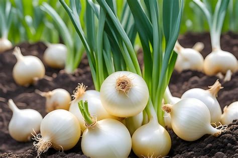 Premium Ai Image White Fresh Onions In Ground Harvested From The