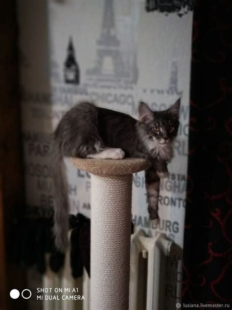 Большая когтеточка для крупной кошки. Подходит для Мейн куна в интернет ...