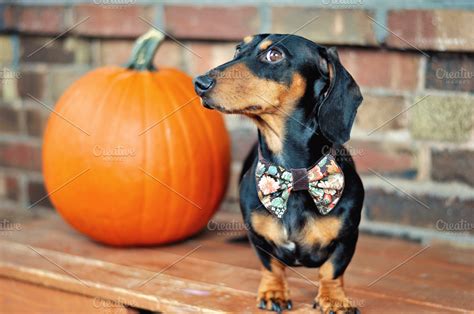 Miniature Dachshund And Pumpkin Animal Photos Creative Market