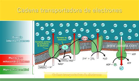 Atleta Cartas Credenciales Regi N Transporte De Electrones Dureza Atar