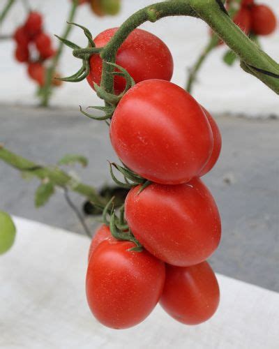 Semilla Tomate Indeterminado Saladet Sakata Super Optimo