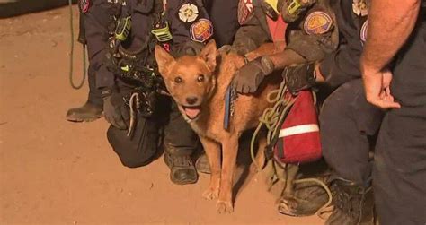 Firefighters Rescue 13 Year Old Blind Dog After It Falls Into A Hole