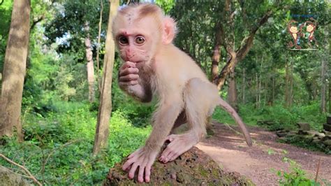 Lovely Monkey Baby Lucie So Cute Lovely Tiny Baby Monkey Very Be