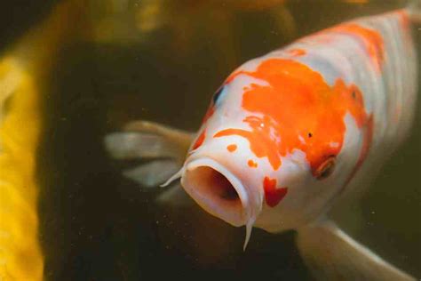 Can Koi Eat Goldfish Food? - AquariumPub