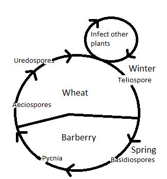 Describe the Life Cycle of Wheat Rust