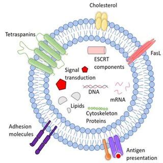 Biogenesis and secretion of extracellular vesicles (EVS). Schematic ... 