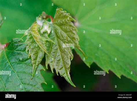 Grape vine leaves Stock Photo - Alamy