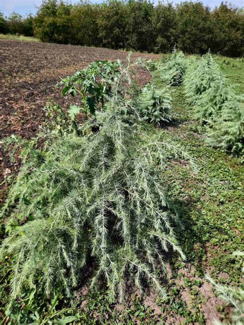 Купить Кедр гималайский Деодара в Молдове. Cedrus Deodara | PLANTE.md