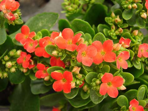 12 Types And Varieties Of Kalanchoe Ideal For Your Garden Complete Gardering