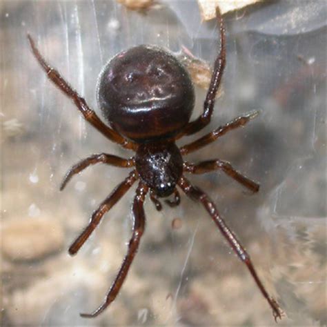 Meet the spider: Steatoda grossa - SpiderHugger