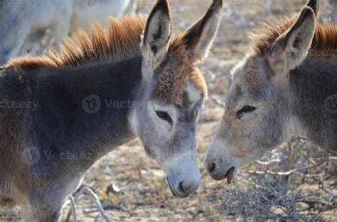 Two Donkeys Standing Together in Aruba 9600046 Stock Photo at Vecteezy