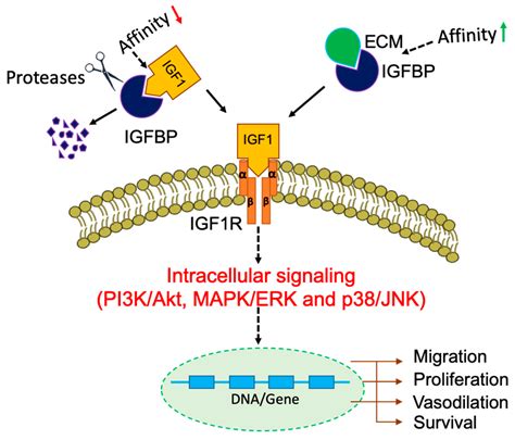 Cancers Free Full Text Role Of Tumor And Stroma Derived Igf Igfbps