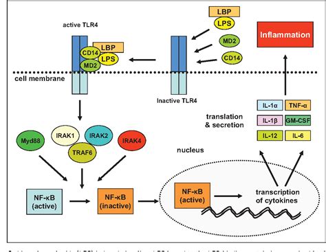 Lipopolysaccharide Induced Inflammatory Liver Injury In Mice Semantic