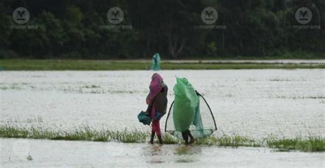 Kerala Rain Orange Alert In 3 Districts Night Travel Ban In