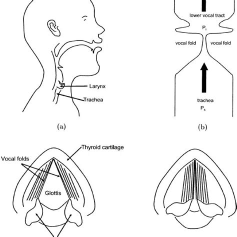 Values Used In The Three Mass Model For All Simulations Download Scientific Diagram