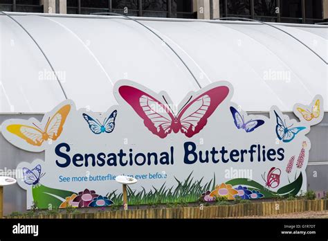 Butterfly Exhibition High Resolution Stock Photography And Images Alamy