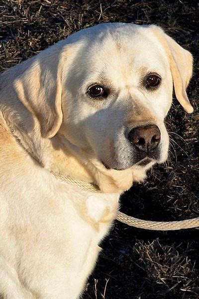 Our Dogs – Fidelity Farm Labradors
