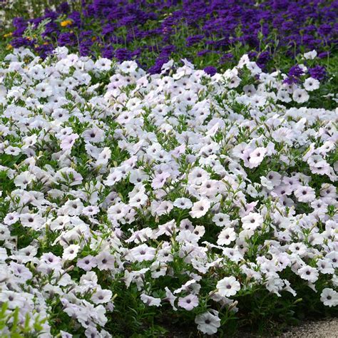 Buy petunia Petunia Easy Wave Silver ('Pas1016992') (Easy Wave Series ...