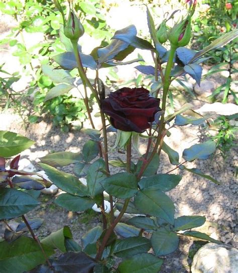 Роза Блэк Баккара (black baccara) описание сорта, фото, отзывы, посадка ...