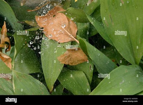 Spider Web with Dew Stock Photo - Alamy