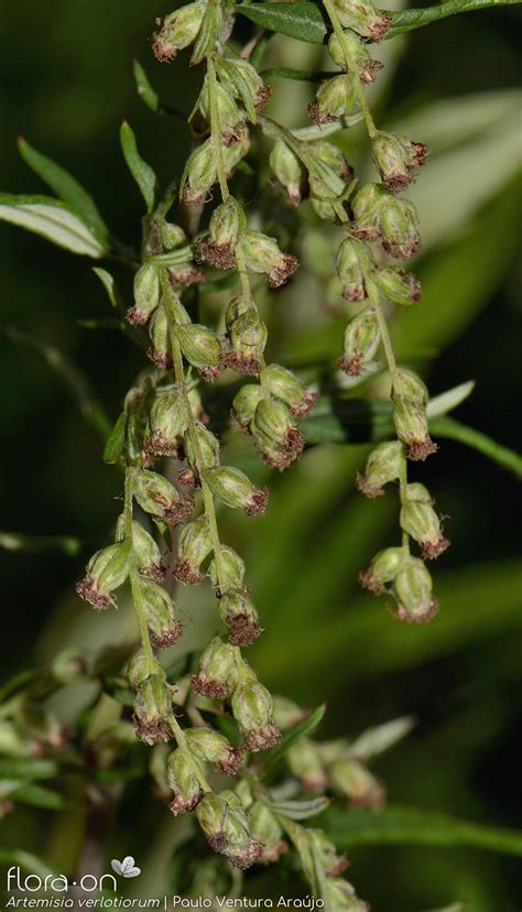 Artemisia Verlotiorum Flora On