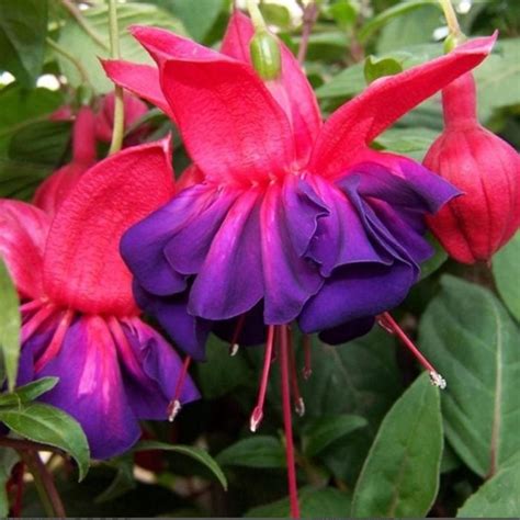 Shade Plants: 15 Plants That Grow in the Shade | Reader's Digest