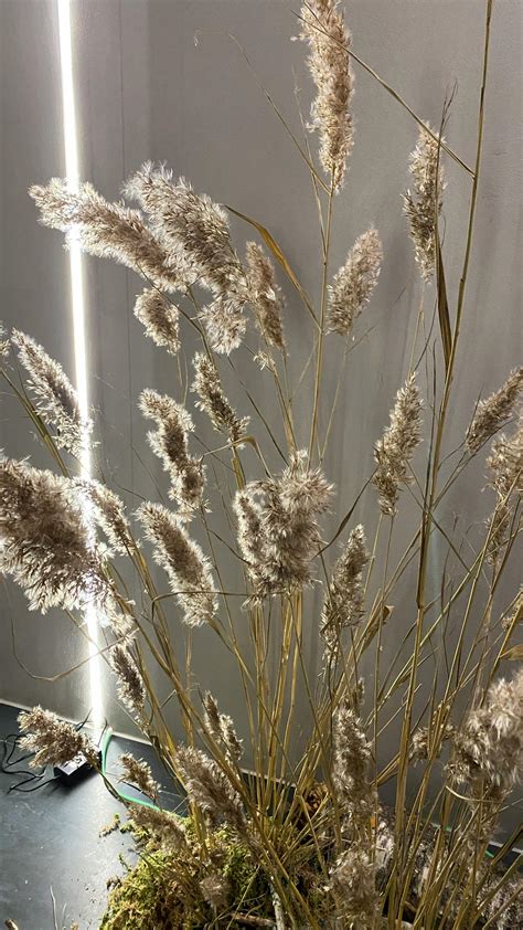 Close up of Thin Plants · Free Stock Photo