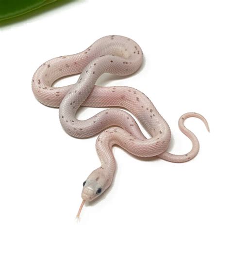 Palmetto Corn Snake (Female) - Dynasty Reptiles