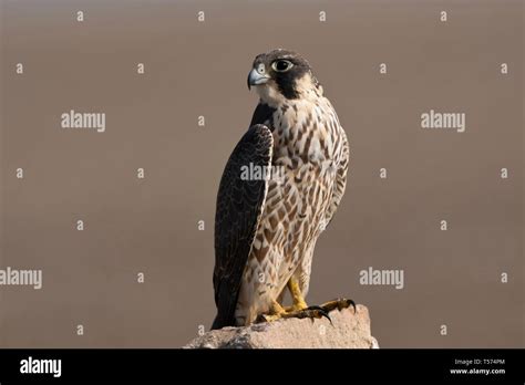 Peregrine Falcon Bird Of Prey Raptor Falco Hi Res Stock Photography And