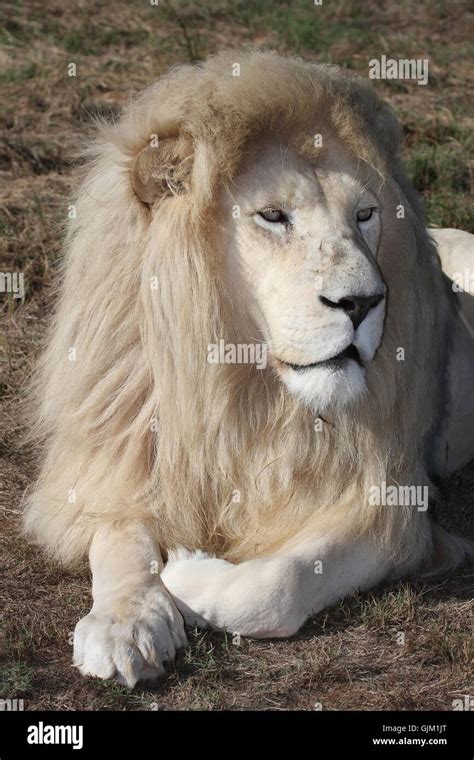 White Lion Male Stock Photo - Alamy