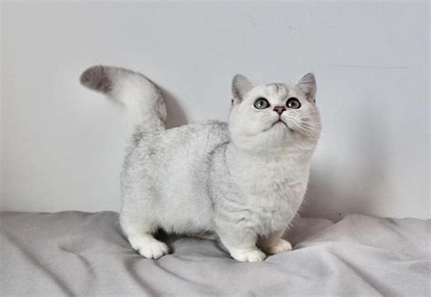 Healthy Munchkin Kittens For Sale In South Africa Anthony Kittens Home