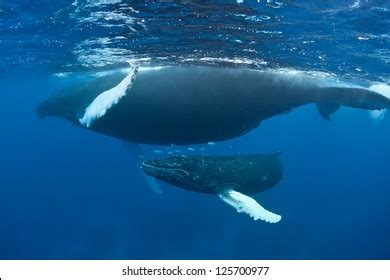 Whale Shark Migration Off Isla Mujeres Stock Photo 669859882 | Shutterstock