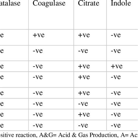 Morphological characteristics of bacterial isolates | Download ... 