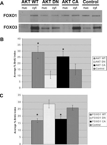 Regulation Of Cardiomyocyte Proliferation And Myocardial Growth During