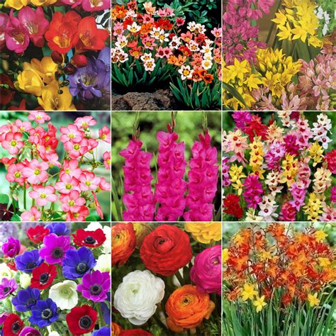 Mixed Beautiful Garden Flowers Bulbs Spring Summer Perennial Plant