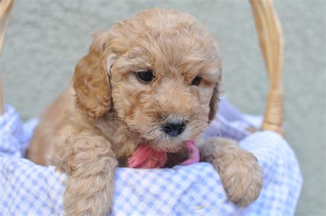 Faithful Doodles 6 12 Week Old F1b Labradoodles Southern