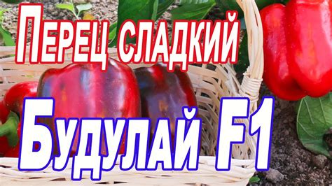 Перец сладкий Будулай F1-лучший перец этого года! - YouTube