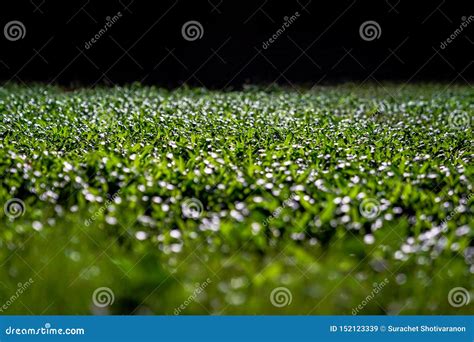 Grasses On The Ground In The Dark Night Garden With Spotlight Light