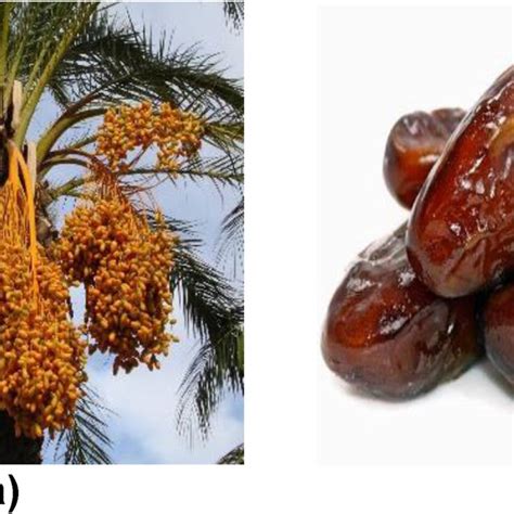 (a) Palmyra palm tree; (b) palmyra palm fruits [81]. | Download ...