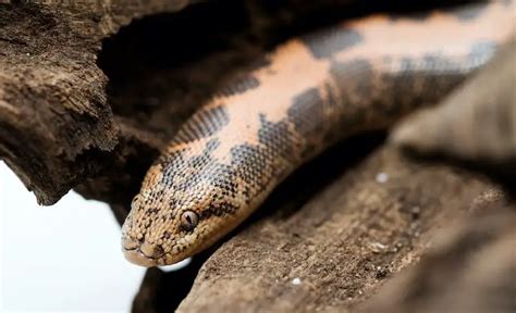 Kenyan Sand Boa Species Information And Care Sheet Everything Reptiles