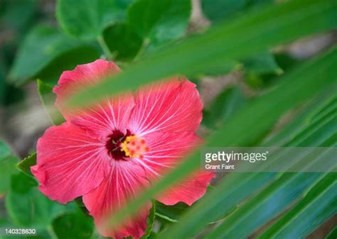 432 Bahamas Flower Stock Photos, High-Res Pictures, and Images - Getty Images