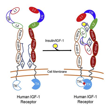 Visualization Of Ligand Bound Ectodomain Assembly In The Full Length