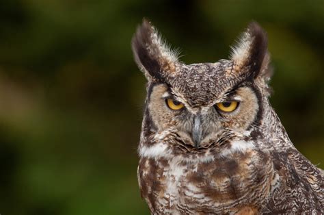 Free Images Hair Head Eye Beak Human Body Screech Owl Eastern