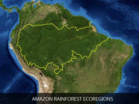 Amazon Rainforest Facts | Cool Kid Facts