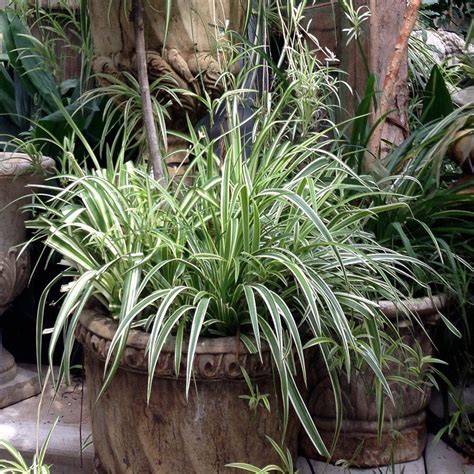 Onlineplantcenter 1 Gal Variegated Japanese Sedge Ornamental Grass C280g1 The Home Depot