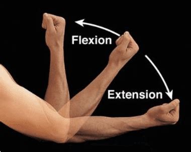 [PDF] Elbow Flexion and Extension Rehabilitation Exercise System Using ...